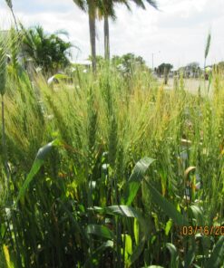 Hard Red Winter Wheat Berries | 5 LBS | Family Farmed in Washington State | Non-GMO Project Verified | 100% Non-Irradiated | Certified Kosher Parve | Field Traced | Burlap Bag 5 Pound (Pack of 1) 47 91sS0atkSmL