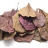 Aquatic Arts 10 Giant Catappa Indian Almond Leaves for Aquarium Use 45 91sXiGNvShL