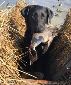 Purina Pro Plan High Calorie, High Protein Dry Dog Food, 30/20 Chicken & Rice Formula - 37.5 lb. Bag 37.50 Pound (Pack of 1) 41 91sc64yt9L