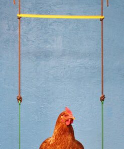 Alternative view of Fowl Play Products, The Chicken Swing, Chicken Toy ,13100, Country Corn, 1 , Yellow Green & Brown