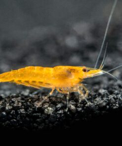 Aquatic Arts 1 Live Orange Sakura Shrimp (Neocaridina davidi) - Breeding Age Young Adults at 1/2 to 1 Inch Long 9 91sr1MqCZOL