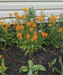 Eden Brothers All Perennial Wildflower Mixed Seeds for Planting, 1/4 lb, 120,000+ Seeds with Lupine, Shasta Daisy | Attracts Pollinators, Plant in Spring or Fall, Zones 3, 4, 5, 6, 7, 8, 9, 10 1/4 Pound 45 91svGCD qwL