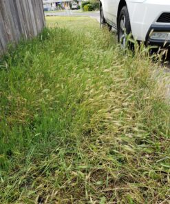 Kasoyo Japanese Steel Grass Sickle w/Wooden Handle Kama 180mm No.130 19 91swkdCjbWL