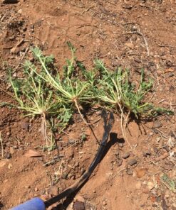 CobraHead® Original Weeder & Cultivator Garden Hand Tool - Forged Steel Blade - Recycled Plastic Handle - Ergonomically Designed for Digging, Edging & Planting - Gardeners Love Our Most Versatile Tool 46 91t Z2bNYVL