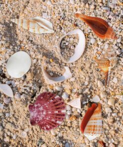 Sea Shells Mixed Beach Seashells - Various Sizes up to 2" Shells -Bag of Approx. 50 Seashells Seashells1 34 91t5rqOl3HL
