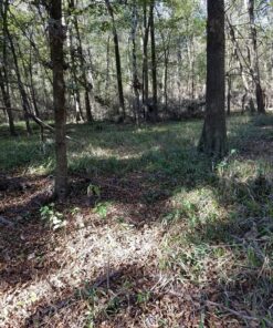 Barronett Blinds RA200BW Radar Pop Up Portable Blind, Bloodtrail Backwoods Camo 46 91tOUNwrwWL