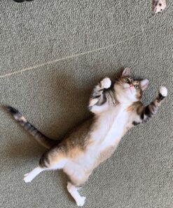 Go Cat Refill - Cat Catcher Mouse Toy Accessory Single 1 Mouse 17 91tmjh50t5L