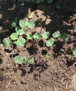 Seed Needs, 350+ Nasturtium Seeds for Planting - Jewel Mixture (Tropaeolum nanum) Non-GMO, Easy to Grow Mix, Attracts Pollinators - Bulk Bulk Pack (350 Seeds) 36 91tzrAB4fSL