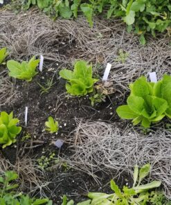 AeroGarden Mixed Romaine Lettuce Seed Pod Kit (6-pod) 6-pod 45 91uCGjAQDYL