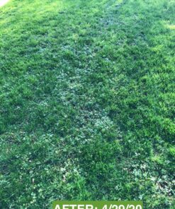 Scotts Turf Builder Weed & Feed3, Weed Killer Plus Lawn Fertilizer, Controls Dandelion and Clover, 5,000 sq. ft., 14.29 lbs. 5,000 sq. ft. Weed and Feed 56 91uEmgD5jBL