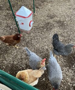 RentACoop 20 Pounds BPA-Free Chicken Feeder with Large Ports - Includes Lid, Anti-Roost Cone, Rain Hoods - Suitable for Chickens - Center Placement 32 91uEuFYuI1L