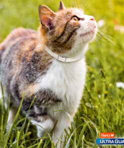 Hartz UltraGuard Plus Water Resistant 7 Month Protection Breakaway Flea & Tick Collar for Cats (3270094268) 26 91uHCuiS6LL