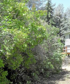 BLACK+DECKER 20V MAX Cordless Hedge Trimmer, 22 Inch Steel Blade, Reduced Vibration, Battery and Charger Included (LHT2220), Orange 46 91uTrhTfXCL