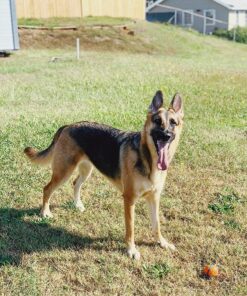 Wahl USA Deodorizing & Refreshing Pet Deodorant for Dogs - Eucalyptus & Spearmint Scent to Refresh the Skin and Coat - Model 820011A 28 91uk0LnFZ5L