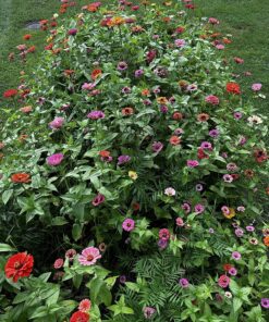 Outsidepride Zinnia Elegans Lilliput Heat & Drought Tolerant Garden Cut Flower Mix - 1000 Seeds Lilliput Mix 71 91unW0yYfL