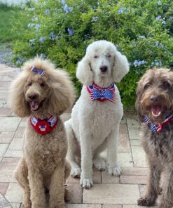 Stella & Chewy's Freeze-Dried Raw Carnivore Crunch Cage-Free Duck Recipe Dog Treats – 3.25 oz. Bag 3.25 Ounce (Pack of 1) 33 91v4Ww9 1vL