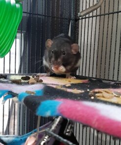 Oxbow Essentials Adult Rat Food - All Natural Adult Rat Food - Veterinarian Recommended- Made in the USA- Rich in Natural Vitamins & Minerals- No Artificial Ingredients- 3 lb. 3 Pound (Pack of 1) 30 91vGPw1MP5L