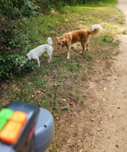 WIGZI (2 Two Dog Reflective Retractable Pet Leash – 360 Degree Zero Tangle Patent - Two Dogs Each up to 50 lbs and 10ft. Reflective Orange and Green Leads. Dual Locking, Small, Gray 28 91vIXDwwdL