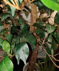 Nearly Natural 7ft. Ficus Artificial Tree, Green 84 in Trees 39 91vJIvGl1HL