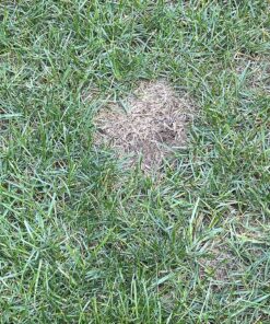 Scotts EZ Seed Patch and Repair Sun and Shade for Grass: Covers up to 225 sq. ft., 10 lb. 10 lb. 1 Pack 48 91vSO2NruL