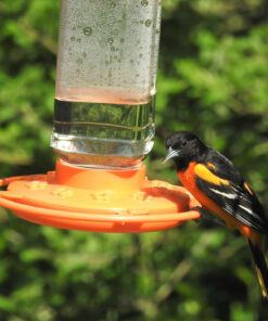 First Nature 3088 32-ounce Oriole Feeder 25 91vT9s5 7IL