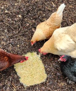 Hard Red Winter Wheat Berries | 5 LBS | Family Farmed in Washington State | Non-GMO Project Verified | 100% Non-Irradiated | Certified Kosher Parve | Field Traced | Burlap Bag 5 Pound (Pack of 1) 38 91vZ4 iJ5iL