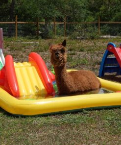 Intex 57454EP 100-inch x 77-inch Inflatable Ocean Children's Play Center Outdoor Backyard Kiddie Pool and Game Set 1 Pack 36 91vhEw5CJcL