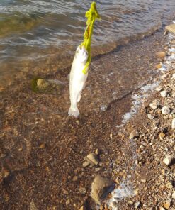 Eagle Claw PK56TS Pack-It Spin Combo Telescopic Rod (1 Piece), Yellow, 5-Feet 6-Inch 18 91vnWsj6QWL