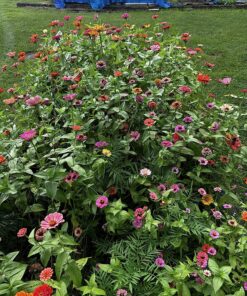Outsidepride Zinnia Elegans Lilliput Heat & Drought Tolerant Garden Cut Flower Mix - 1000 Seeds Lilliput Mix 72 91vpYnjVFlL