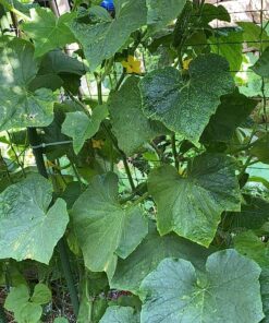 Bonide Captain Jack's Neem Oil, 16 oz. Concentrate, Multi-Purpose Fungicide, Insecticide and Miticide for Organic Gardening 31 91vzzcIyavL