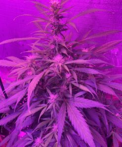 KingLED Newest 3000w LED Grow Lights with LM301B LEDs 4 * 2ft Coverage Full Spectrum Grow Lights for Indoor Hydroponic Plants Veg Bloom Greenhouse Growing Lamps 59 91w3ArANpDL