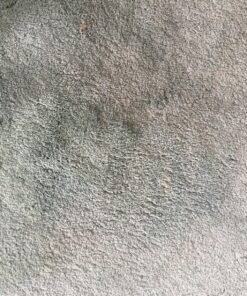 BISSELL Oxy Stain Destroyer Pet, 1784 (Packaging May Vary) 18 91w4s7eypEL