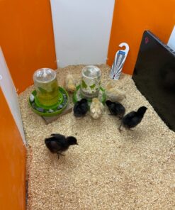 Farm Innovators 3700 Baby Chick Corral Starter Home Coop Kit with 10 Plastic Panels and Adjustable Brooder Lamp Hanger for Up To 15 Chicks 24 91wBkBJ6UoL