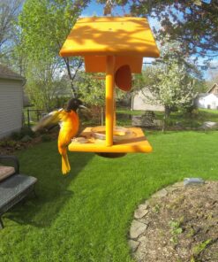 Songbird Essentials SERUBFJF Fruit and Jelly Oriole Feeder (Set of 1) 51 91wDn46yRNL