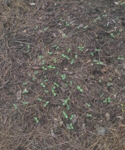 Outsidepride Zinnia Elegans Lilliput Heat & Drought Tolerant Garden Cut Flower Mix - 1000 Seeds Lilliput Mix 70 91wFkWY4PIL