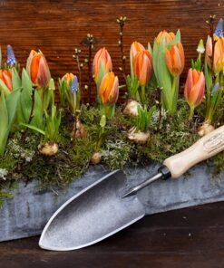 DeWit Forged Hand Trowel Standard Short Handle 11 91wI6j6o8aL