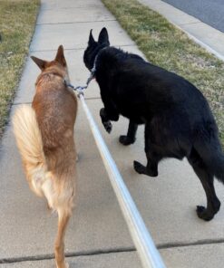 Mighty Paw Dual Dog Leash - Suitable for Two Dogs - Leash for 2 Dogs No Tangle - Leash Splitter - Large and Small Dog Compatible - Dual Leash Attachment - Double Clip Dog Leash Coupler - Dog Splitter Double Leash Standard | Dogs 30+ lbs 39 91wVT9sHuyL