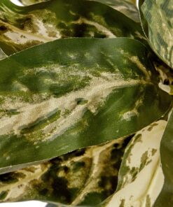 Nearly Natural 6673 30in. Aglaonema with Decorative Vase Silk Plant,Green,7.5" x 9" x 30" 17 91wYTG21qMS