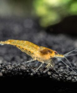 Aquatic Arts 1 Live Orange Sakura Shrimp (Neocaridina davidi) - Breeding Age Young Adults at 1/2 to 1 Inch Long 11 91waJgdV1CL