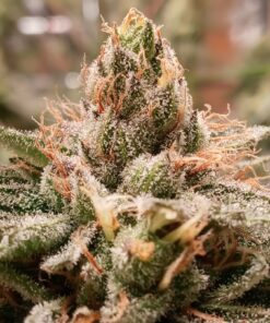 Canna CA1260+CA1270 Coco A & B, 1 L, Set of 2 Plant Growth, White/Brown 29 91wbWBX3igL