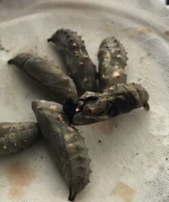 10 Live Caterpillars Shipped Now: Butterfly Kit Refill 44 91wcOjUGRL