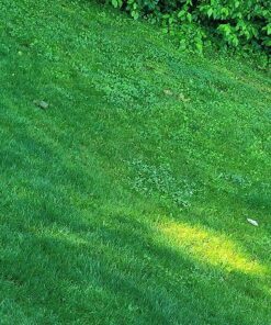 Scotts Turf Builder Weed & Feed3, Weed Killer Plus Lawn Fertilizer, Controls Dandelion and Clover, 5,000 sq. ft., 14.29 lbs. 5,000 sq. ft. Weed and Feed 50 91weUJG2rWL