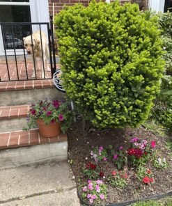 Emsco Group 2182 Medium – Lightweight Landscape Rock-Resin, Sandstone 41 91wgbmRA2gL