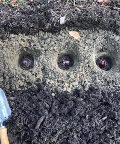 Power Planter Bulb & Bedding Black Auger Bit (3"x7") with 3/8" Non-Slip Hex Drive for Bulb Planting and Gardening Equipment for Grass and The Lawn, Mixing Paint, Earth Auger for Home Projects 18 91wnQnXjlgL