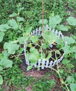 Heirloom Seeds for Planting Vegetables and Fruits - Survival Essentials 135 Variety Seed Vault - Medicinal Herb Seeds - Grow Healthy Non-GMO Food 60 91xhc3hATZL