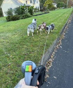 WIGZI (2 Two Dog Reflective Retractable Pet Leash – 360 Degree Zero Tangle Patent - Two Dogs Each up to 50 lbs and 10ft. Reflective Orange and Green Leads. Dual Locking, Small, Gray 26 91xlYwxwAPL