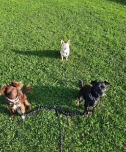 Pet Dog Double Leashes - No Tangle Dog Leash Coupler, Comfortable Shock Absorbing Reflective Bungee Lead for Nighttime Safety, Dual Dog Training Leash for Small, Medium & Large Dogs (Black) 30 91xqqpk6 L