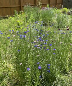Eden Brothers Southeast Wildflower Mixed Seeds for Planting, 1 lb, 480,000+ Seeds with Cornflower, Blanket Flower | Attracts Pollinators, Plant in Spring or Fall, Zones 3, 4, 5, 6, 7, 8, 9, 10 1 Pound 39 91xxdiwtmEL