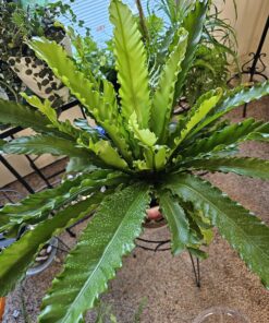 Blumat Classic Plant Watering Stakes | for Everyday Home or Vacation Use | Indoor or Outdoor Water Spikes for Plants | Automatic Drip Irrigation (6 Pack) 6 Pack 46 91y6BCYTihL