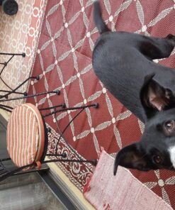 Stylish Camping 116095 6-feet by 9-feet Reversible Mat, Plastic Straw Rug, Large Floor Mat for Outdoors, RV, Patio, Backyard, Picnic, Beach, Camping (Burgundy/Beige) 6'x9' Burgundy/Beige 28 91yB3kp45L